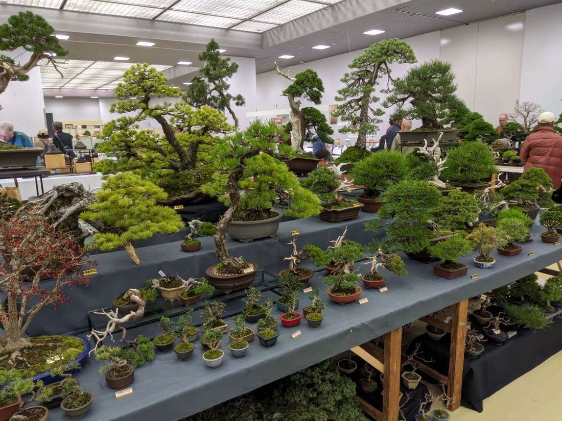 Arbres shohin exposats a la Gafuten, l'exposició de bonsai de Kyoto