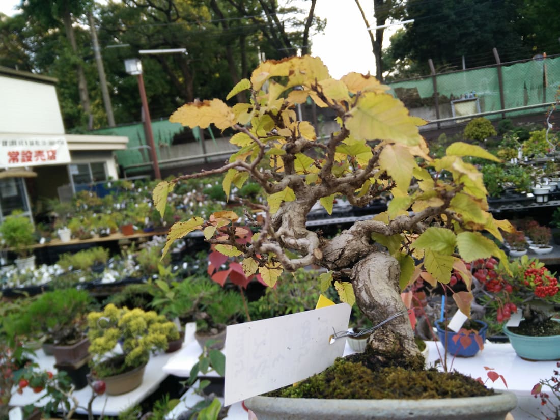 Omiya Bonsai-mura