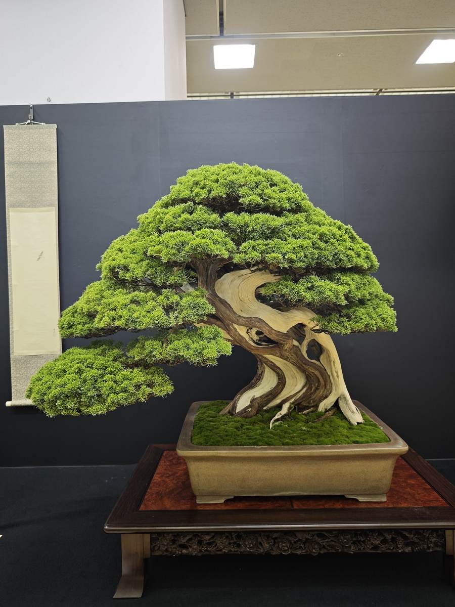 Bonsai de juníper (shimpaku) exposat amb rotllo a una exposició japonesa