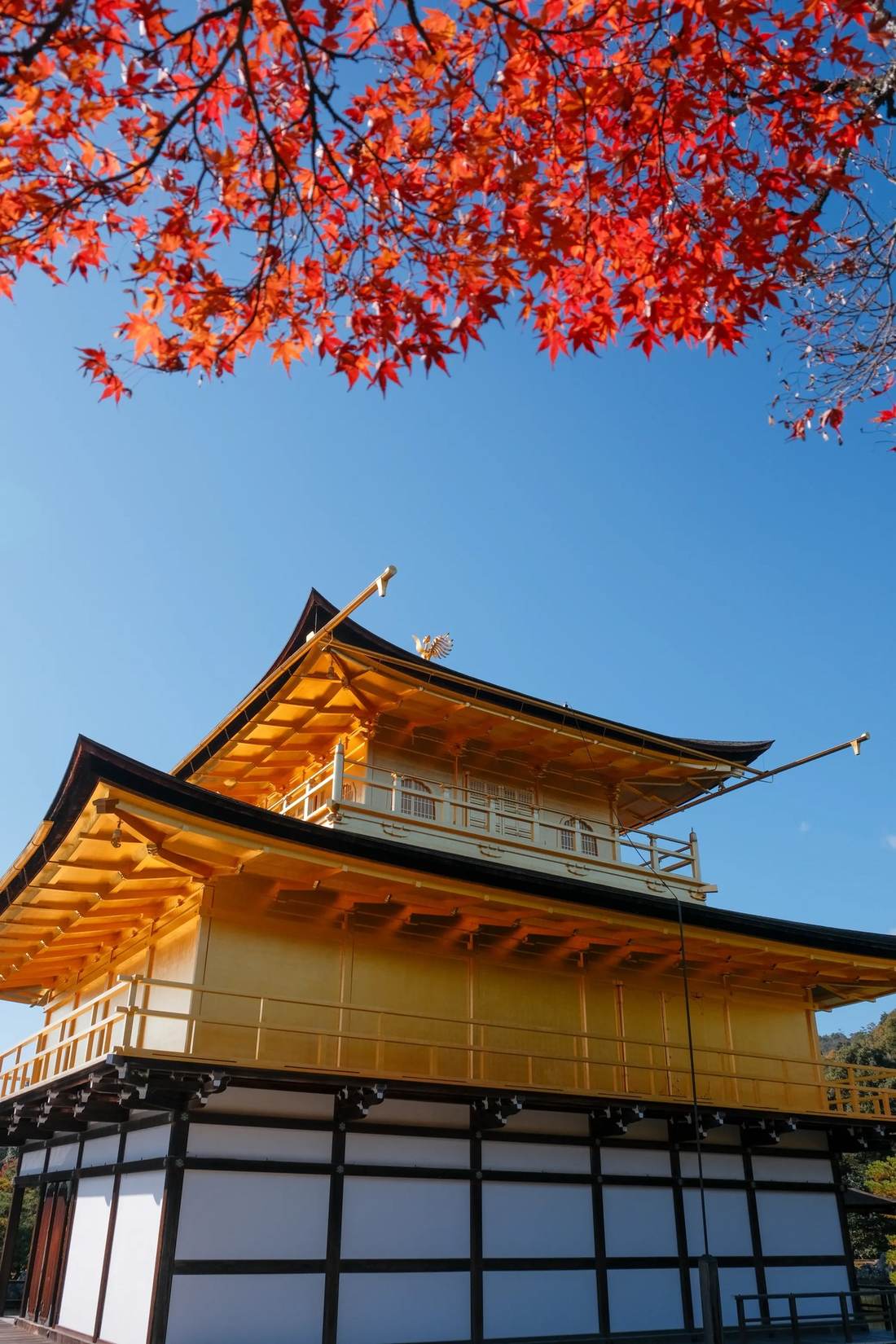 El pavelló daurat de Kinkaku-ji, a Kyoto, amb erables vermells