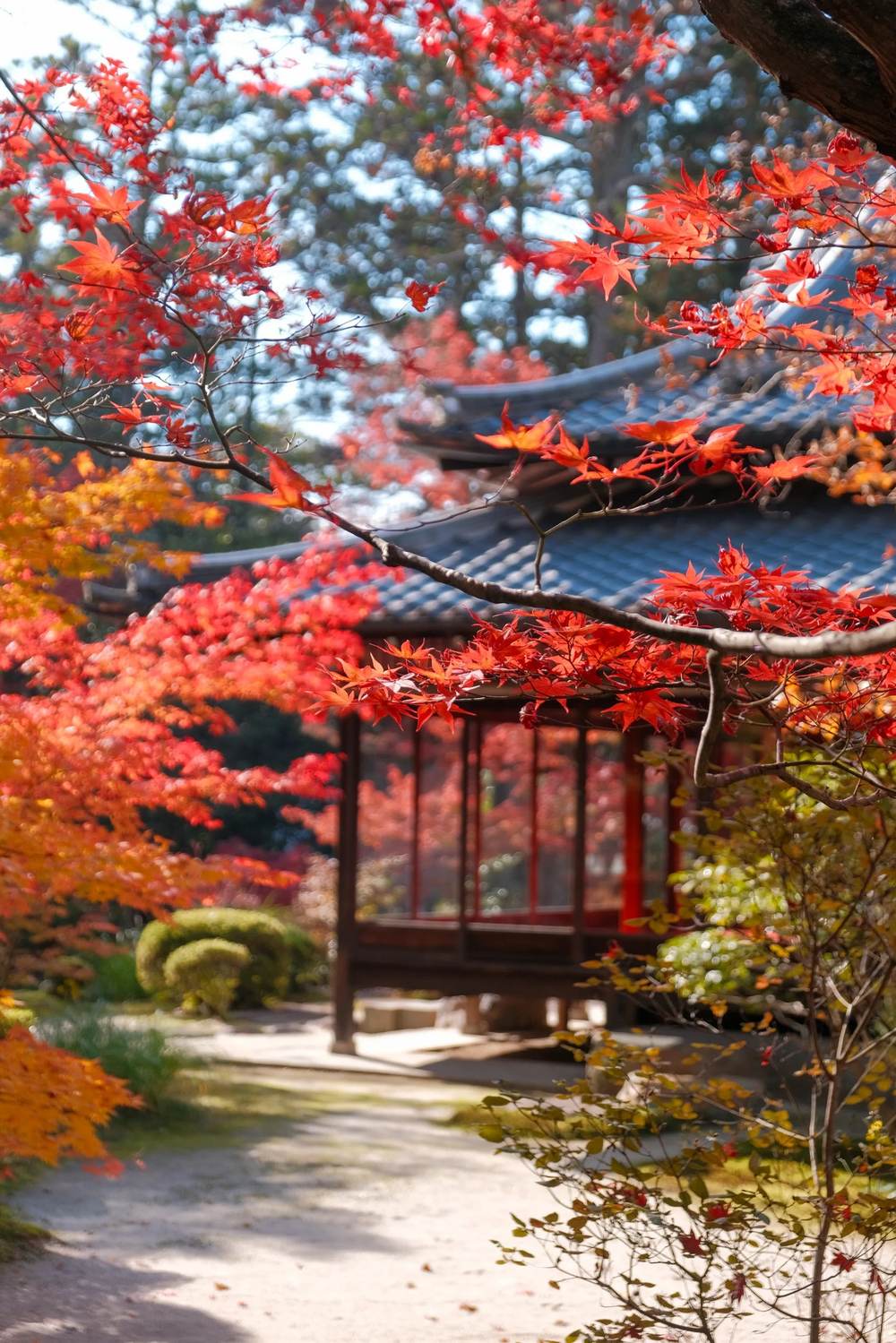 Jardí d'un temple de Kyoto amb erables vermells a la tardor