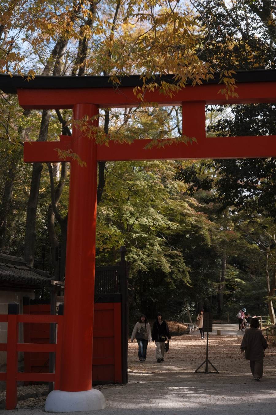 Torii vermell a l'entrada d'un santuari de Kyoto